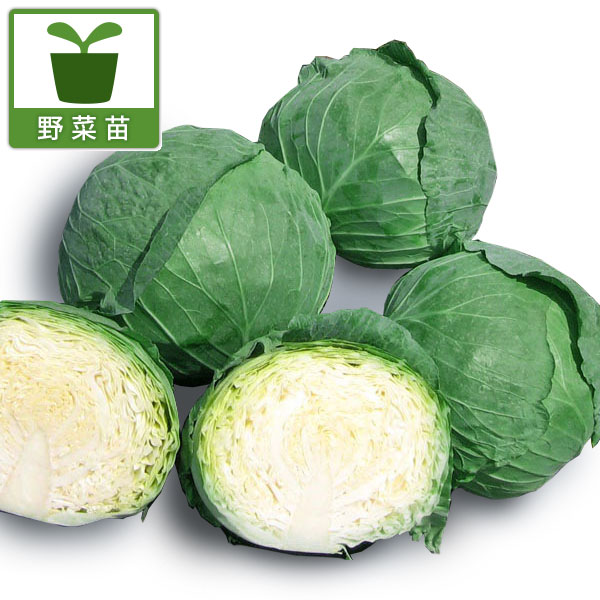 園芸ネット本店｜キャベツ：グリーンボール・ジャンヌ2.5号ポット 4株