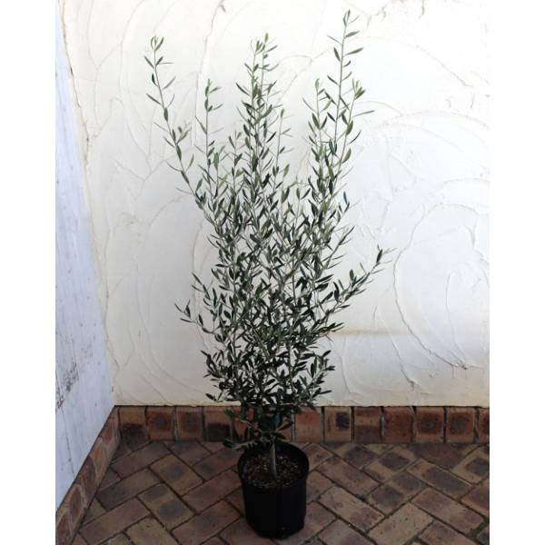 園芸ネット本店｜オリーブ：エルグレコ7号鉢植え の通販【公式】