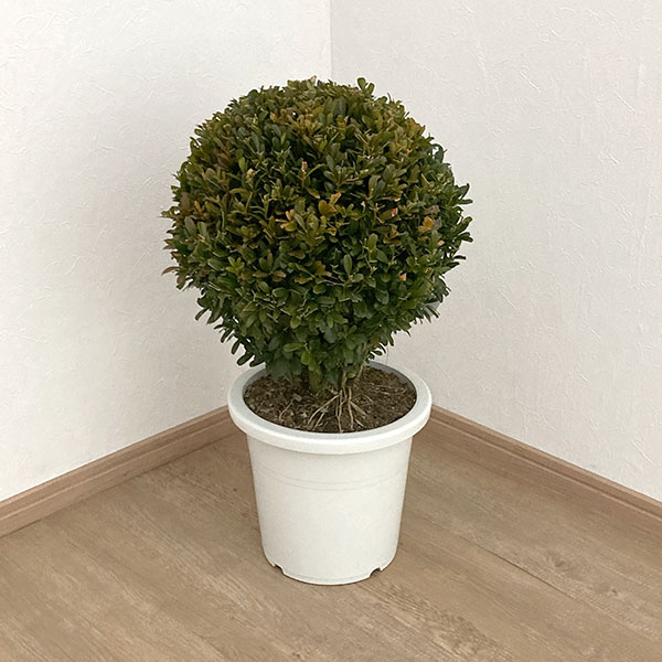 園芸ネット本店｜ツゲ：ウインタージェム玉仕立て7～8号鉢植え の通販