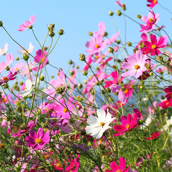 園芸ネット本店｜コスモス（わい性）：ソナタミックス4号鉢植え* の
