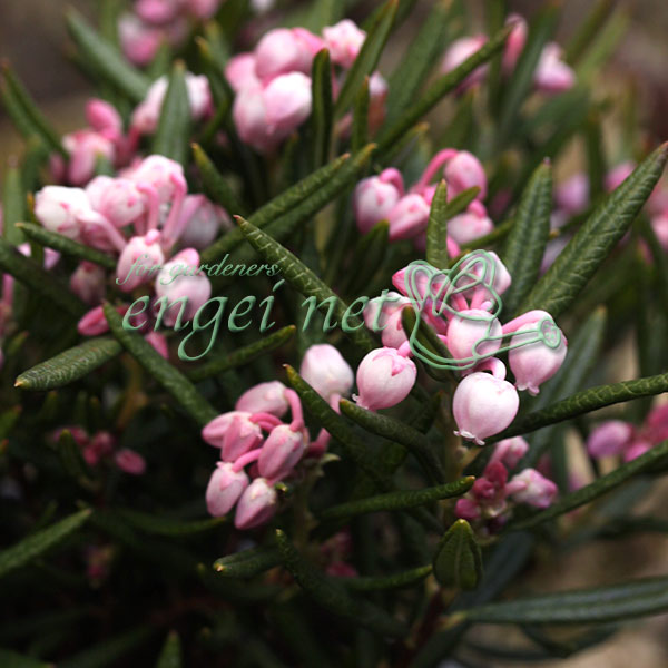 園芸ネット本店｜ヒメシャクナゲ：小葉3号ポット の通販【公式】