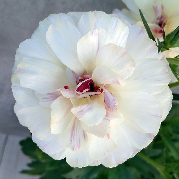 園芸ネット本店｜ラナンキュラス：ラックス ニノス5号鉢植え の通販