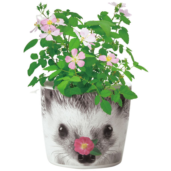 園芸ネット本店｜栽培キット：ハナ＆アニマルズ（ハリネズミ/ミニバラ