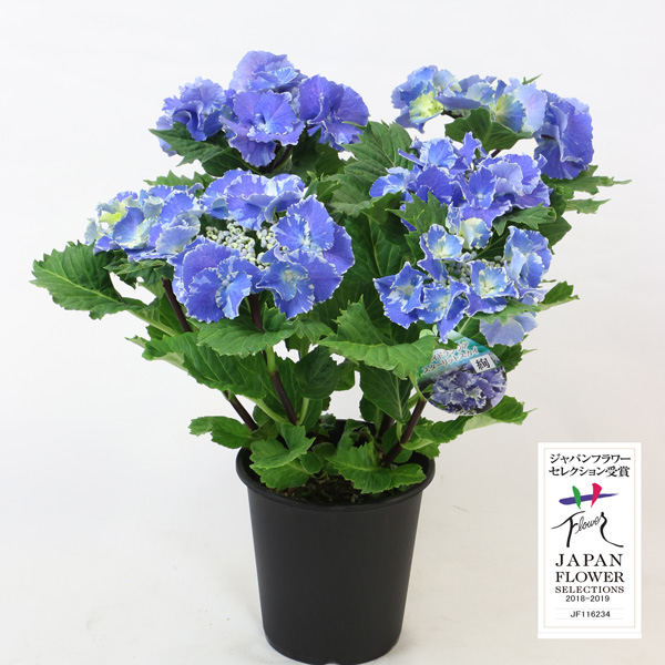 園芸ネット本店｜アジサイ：スターリットスカイ絢（アヤ）5号鉢植え の
