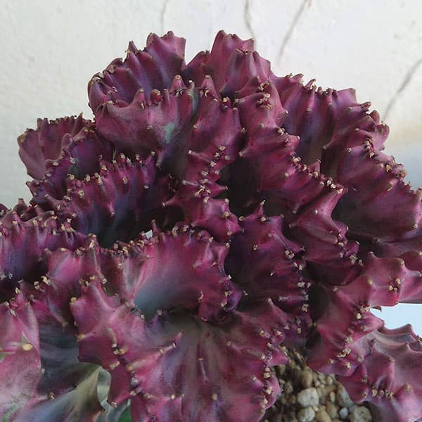 園芸ネット本店｜ユーフォルビア・ラクティア 春峰（赤）4.5号ポット