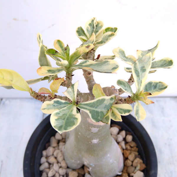 園芸ネット本店｜アデニウム：オベスム黄斑入り5号鉢植え の通販【公式】