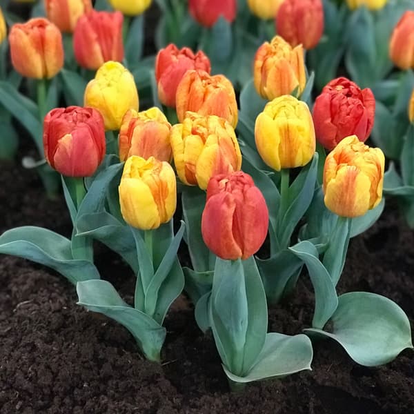 園芸ネット本店｜チューリップ（コンパクト）：フレミングベイビー5球