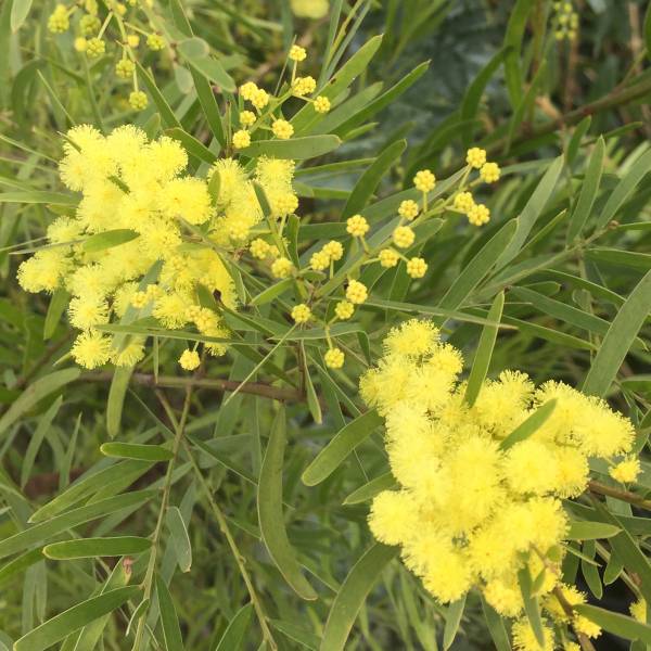 園芸ネット本店｜アカシア：ブリスベーンアカシア6号ポット の通販【公式】