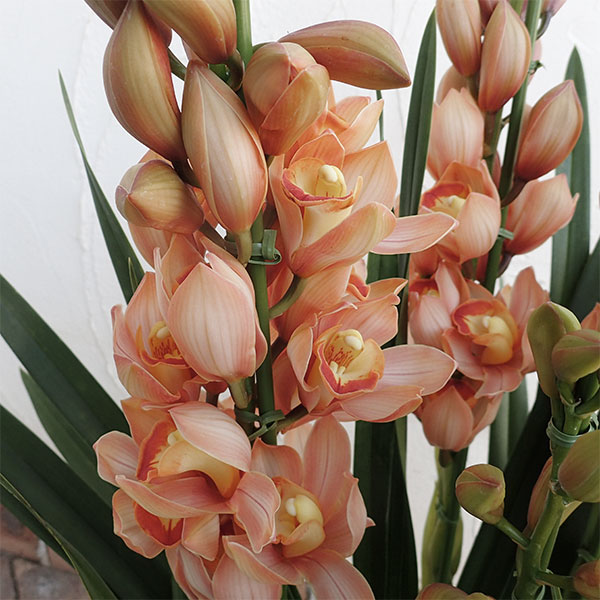 園芸ネット本店｜シンビジウム：ピエレッテ ミルクティ4本立ち6号