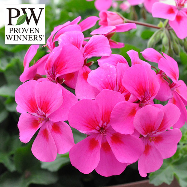 園芸ネット本店｜スーパーゼラニウム：チャンピオン ネオンスポット3号