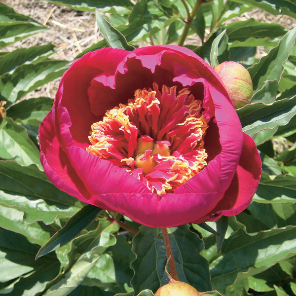 園芸ネット本店｜シャクヤク（芍薬）：みらい4号ポット の通販【公式】