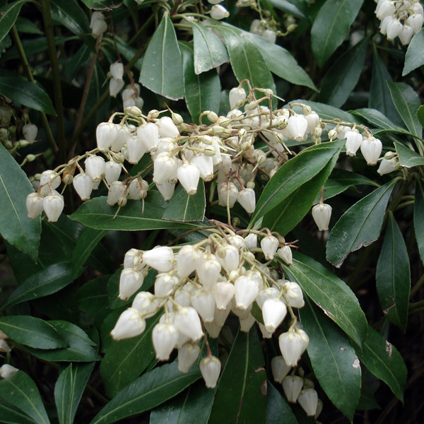 園芸ネット本店｜アセビ（馬酔木・アシビ）：白花（琉球アセビ）5号