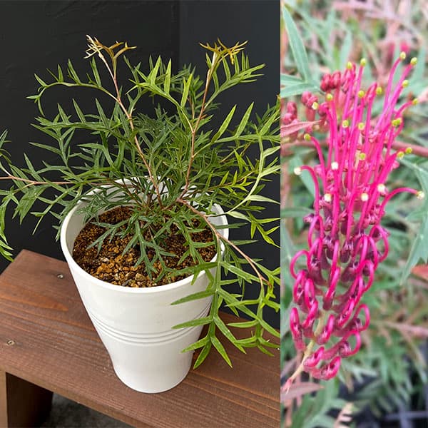 園芸ネット本店｜グレビレア：ブロンズランバー6号ポット の通販【公式】