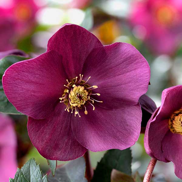 園芸ネット本店｜クリスマスローズ：*HGC Ice N'roses 氷の薔薇