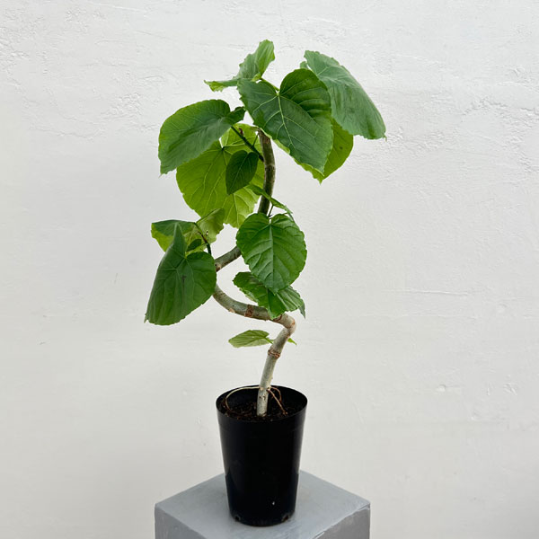 園芸ネット本店｜フィカス：ウンベラータ（曲がり） 5号ポット の通販