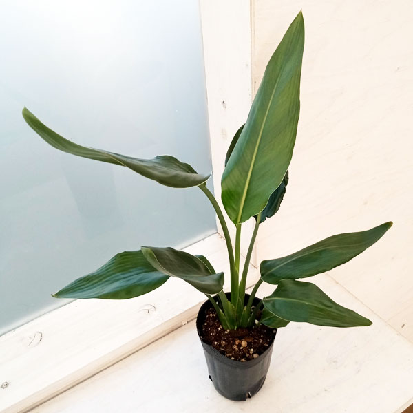 園芸ネット本店｜ストレリチア：レギネ（極楽鳥花） 4号ポット の通販