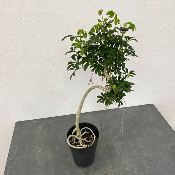 園芸ネット本店｜シェフレラ：コンパクタ5号ポット の通販【公式】