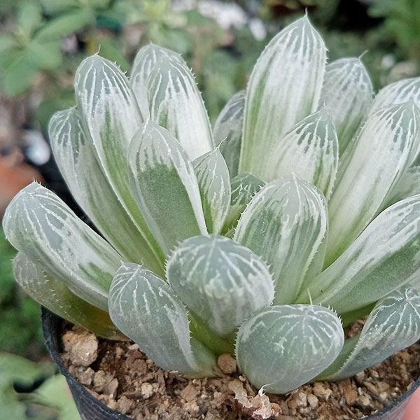 園芸ネット本店｜ハオルチア：オブツーサ フェリフェラ錦 2.5号ポット