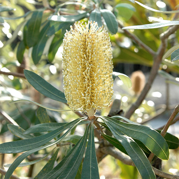 園芸ネット本店｜バンクシア：コーストバンクシア6号鉢植え の通販【公式】