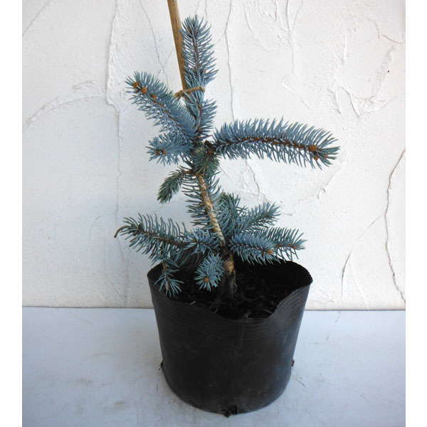 園芸ネット本店｜ピセアプンゲンス（プンゲンストウヒ）：ホプシー7号