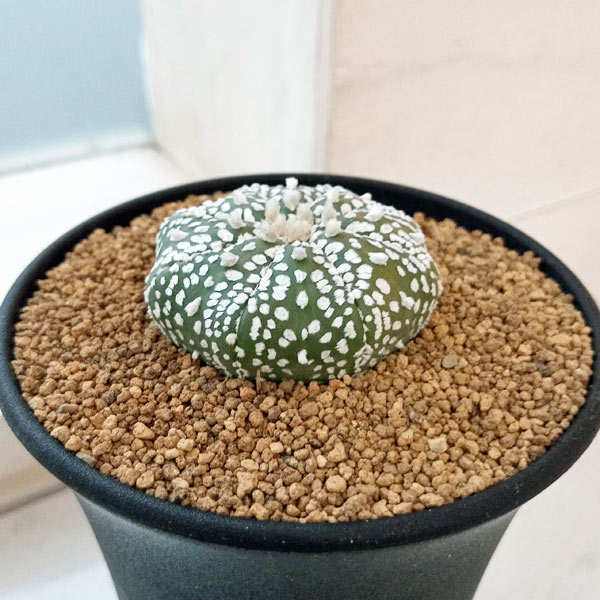 園芸ネット本店｜アストロフィツム：スーパー兜（かぶと）3号 の通販