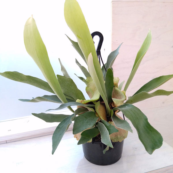 園芸ネット本店｜ビカクシダ（コウモリラン）：ネザーランド 5号吊り鉢