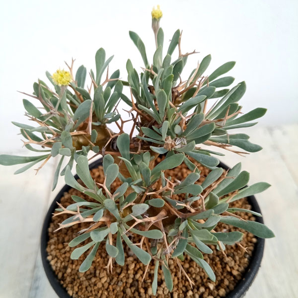 園芸ネット本店｜オトンナ：ユーフォルビオイデス 3号鉢植え の通販