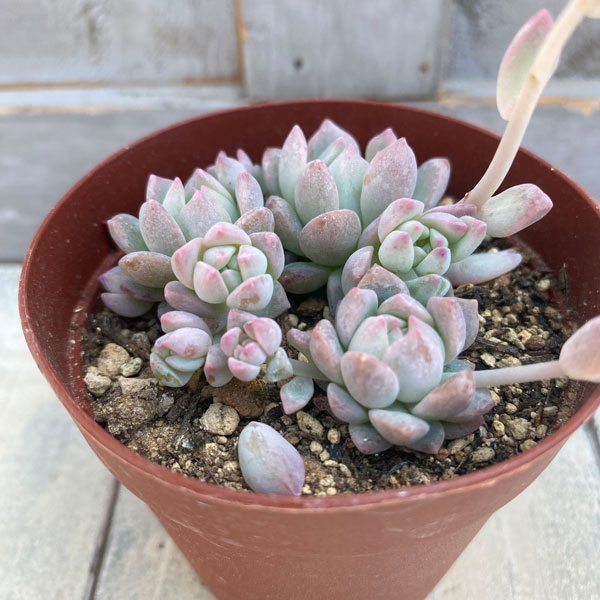 園芸ネット本店｜セダム：プロリフェラ 2.5号ポット の通販【公式】