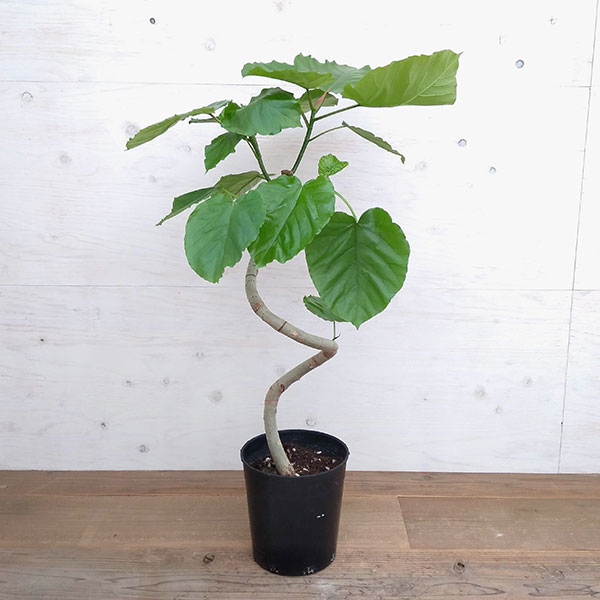 園芸ネット本店｜フィカス：ウンベラータ（曲がり仕立て） 7号 の通販