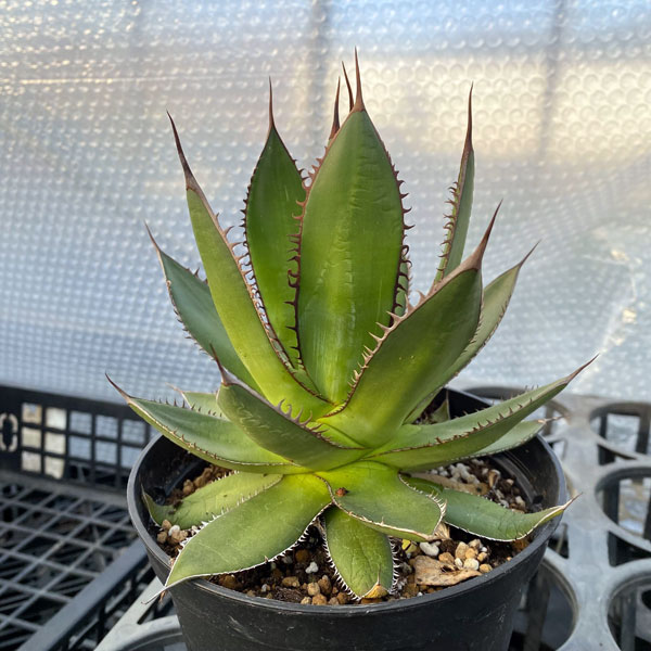 園芸ネット本店｜アガベ：ホリダ 5号鉢植え の通販【公式】