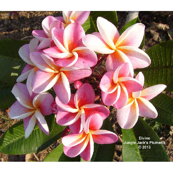 園芸ネット本店｜プルメリア：ディバイン（Divine）5号鉢植え の通販