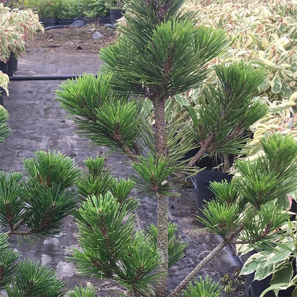 園芸ネット本店｜マツ（松）：黒松 寿（クロマツ コトブキ）6号硬質