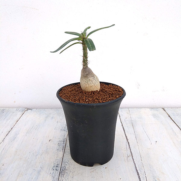 園芸ネット本店｜パキポディウム：ビスピノーサム 3号鉢 の通販【公式】