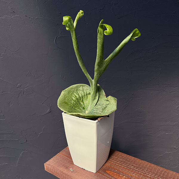 園芸ネット本店｜ビカクシダ（コウモリラン）：グランデ 4.5号鉢入り