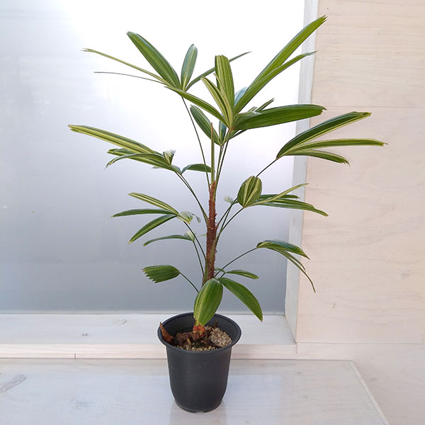 園芸ネット本店｜カンノンチク：瑞晃錦（斑入り） 4号 の通販【公式】