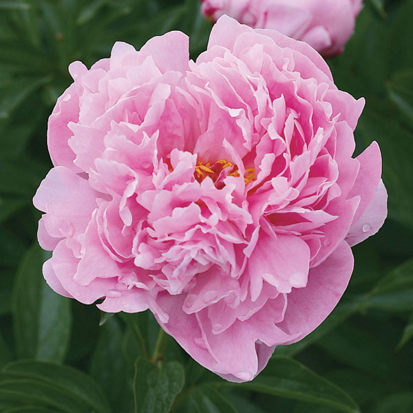 園芸ネット本店｜シャクヤク（芍薬）：ミスエックハルト4号ポット の