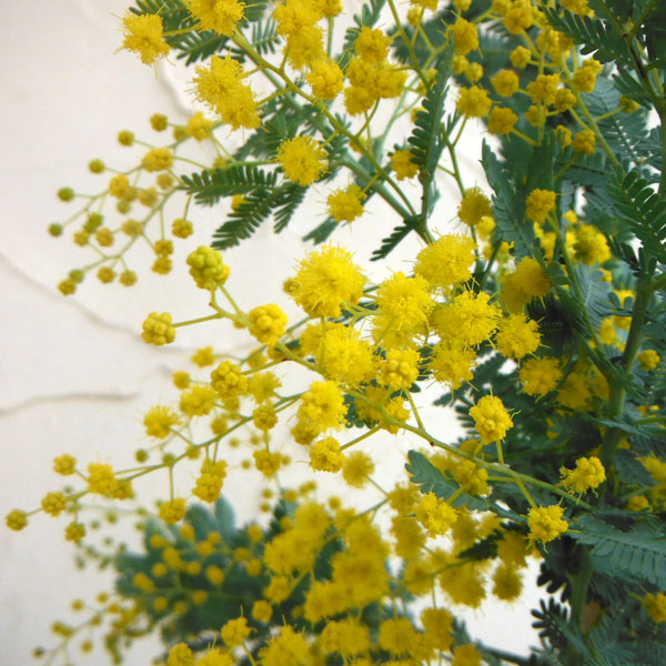 園芸ネット本店｜アカシア：ギンヨウアカシア6号鉢植え の通販【公式】