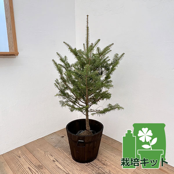 園芸ネット本店｜もみの木（モミノキ）：ウラジロモミ 樹高80～90cm