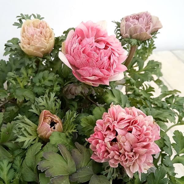 園芸ネット本店｜アネモネ：クラシカルピンク3-3.5号ポット 12株セット