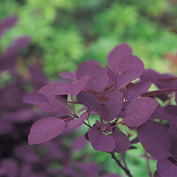 園芸ネット本店｜スモークツリー：ロイヤルパープル 4号ポット の通販