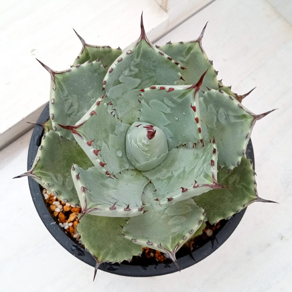 アガベ レア 大株 ドラゴンスケール 【公式通販】