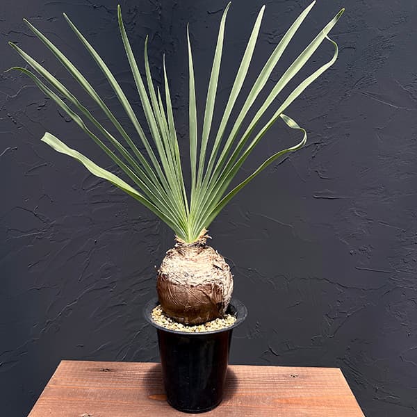 園芸ネット本店｜ブーファン：ディスティチャ 5号23-01 の通販【公式】