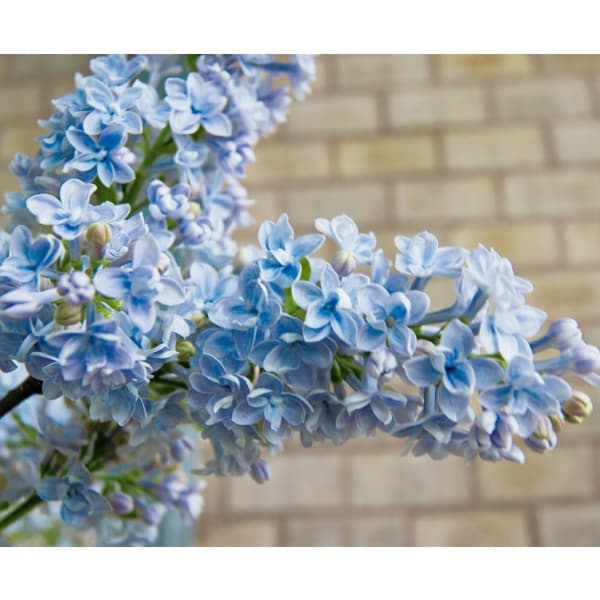 園芸ネット本店｜ライラック：プレジデントグレビー4-5号ポット の通販