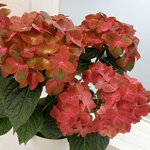 園芸ネット本店｜アジサイ：マジカルチョコレート（レッド）5号鉢植え