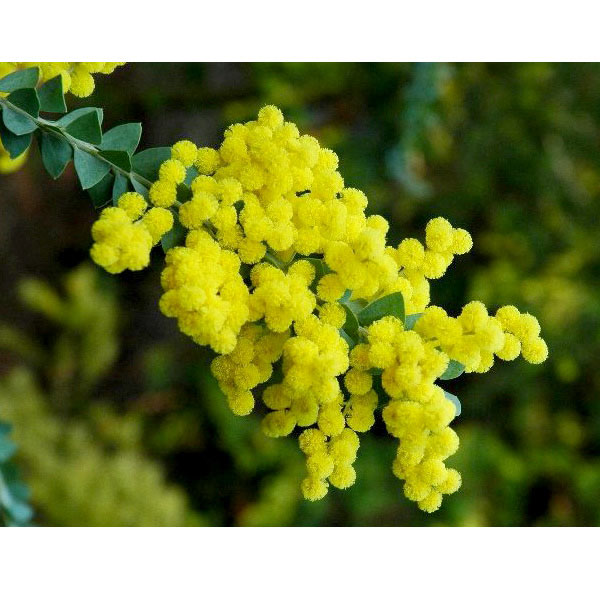 園芸ネット本店｜アカシア：三角葉（サンカクバ）アカシア7号鉢植え の