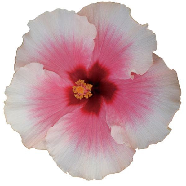 園芸ネット本店｜ハイビスカス（ニューロングライフ）：グレイス3