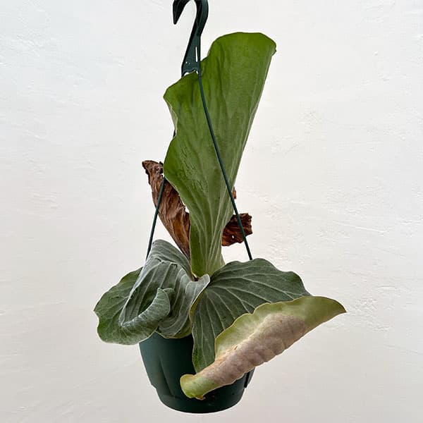 園芸ネット本店｜ビカクシダ（コウモリラン）：エレファントティス 7号