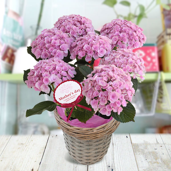 園芸ネット本店｜[送料無料][2023年 母の日ギフト][予約]アジサイ