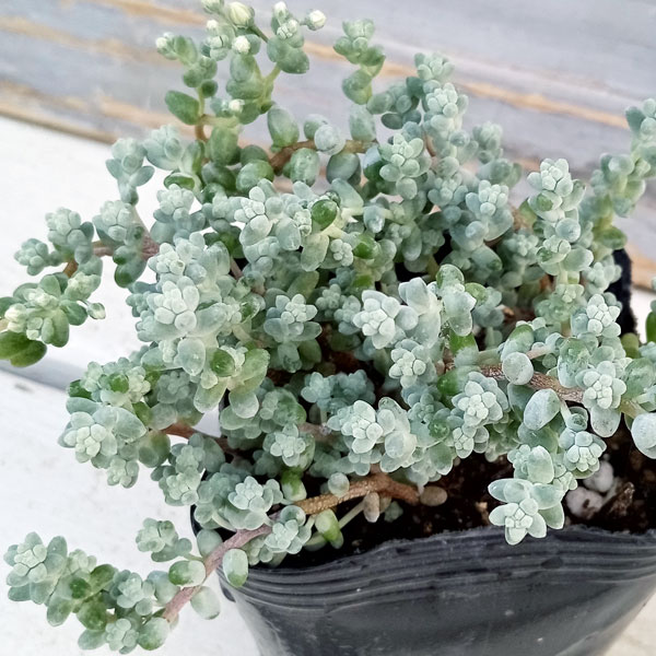 園芸ネット本店｜セダム：ブレビフォリウム（木立） 3号ポット の通販