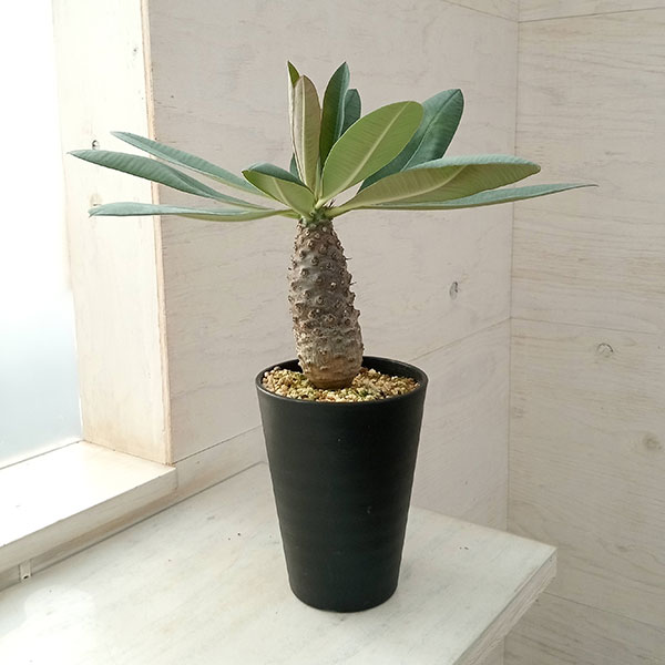 園芸ネット本店｜ユーフォルビア：パキポディオイデス(幹太) 23-05 の